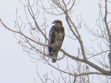 Young Bald Eagle