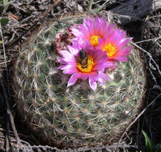 Ball Cactus