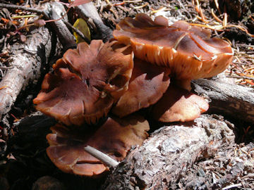 mushroom
