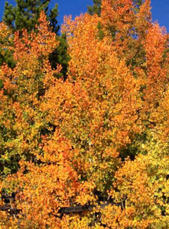 Aspens