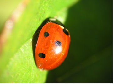 Beetle