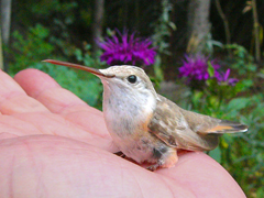hummingbird