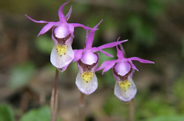 orchids