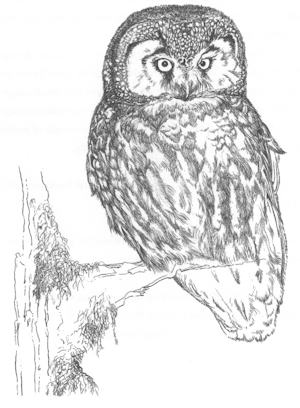 Boreal owl