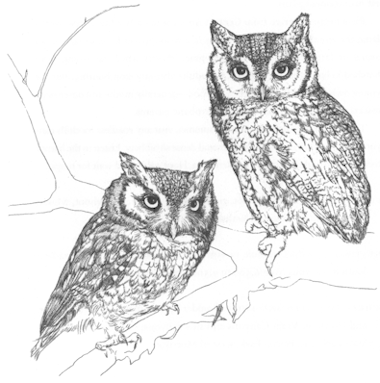 E-Screech Owl