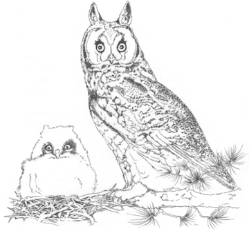 Long-eared Owl