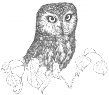 Norhern Sawwhwet Owl